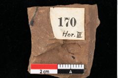 Foto (Detailansicht) von Glyptostrobus europaeus Brongniart (NHMW-GEO-2024-0188-0170)
